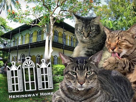 59 Cats Survive Hurricane Ian at Ernest Hemingway House in Florida