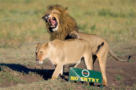 Lion And A Lioness Mating, Ngorongoro Photograph by Panoramic Images