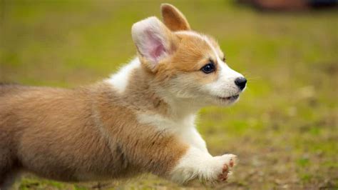 Corgi Puppies | Corgi Puppy Breed Facts & How To Get a Puppy