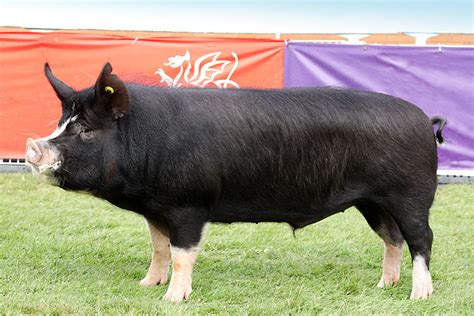 Berkshire - British Pig Association