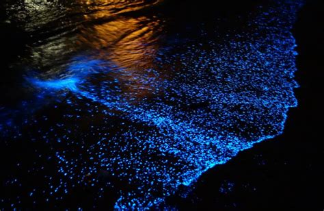 Glowing Footsteps on the Beach on Vaadhoo Island, Maldives - Places To See In Your Lifetime