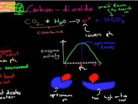 MB.3.2. importance of metabolic waste removal (HSC biology) - YouTube