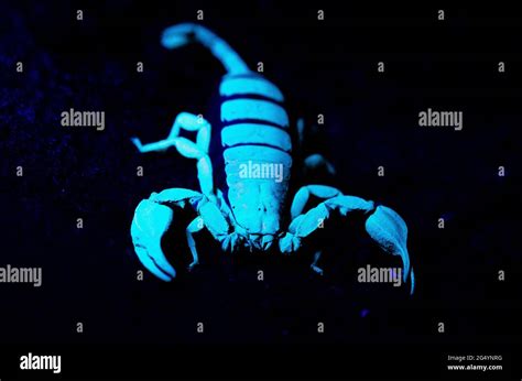 Black scorpion with uv light Stock Photo - Alamy