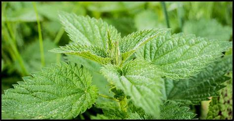 Nettle Leaf: A Natural Remedy That May Help Treat Kidney Problems | Dr Farrah MD