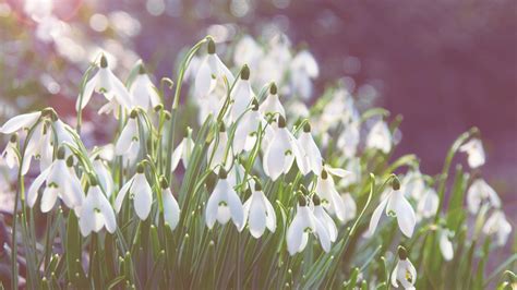 1024x500 Resolution snowdrops, flowers, bright 1024x500 Resolution Wallpaper - Wallpapers Den