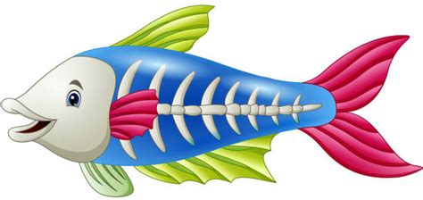 Royalty Free Fish X Ray Clip Art, Vector Images & Illustrations - iStock