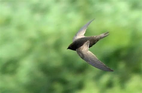 Black Swift - Description, Habitat, Image, Diet, and Interesting Facts