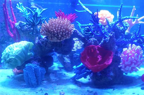 Decorate your Aquarium with Beautiful Artificial Coral and Reefs