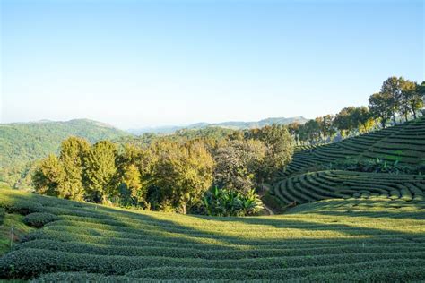 Tea Plantation in Doi Mae Salong, Chiang Rai Thailand Stock Photo - Image of green, nature ...