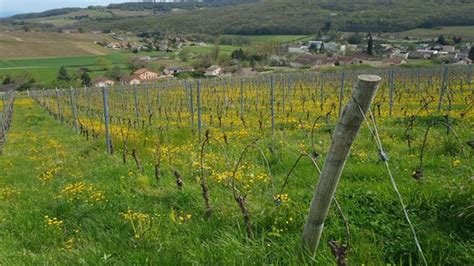 Quand l'agroforesterie protège les vignes du réchauffement climatique | Les Echos