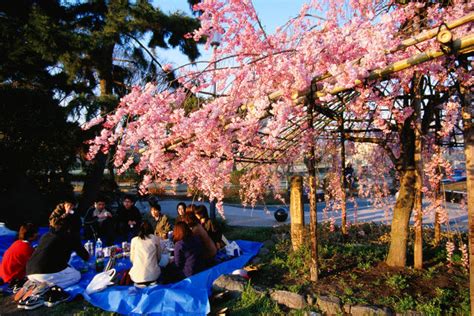 Sakura season in Kyoto - Lonely Planet