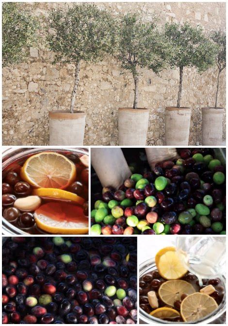 How To Grow An Olive Tree In A Container + How To Cure Olives