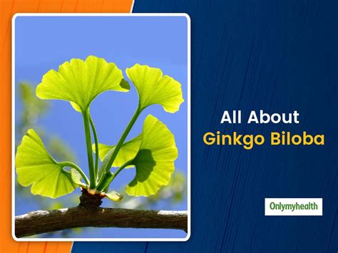 Ayurveda 101: Know Ginkgo Biloba Health Benefits, Uses and Side Effects ...