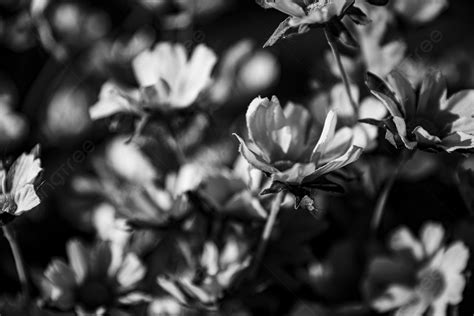 Black And White Photography White Flower Background, White Flower ...