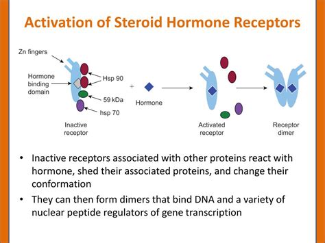 PPT - Endocrinology PowerPoint Presentation, free download - ID:5687557