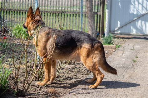 5 Wag-nificent German Shepherd Tail Types