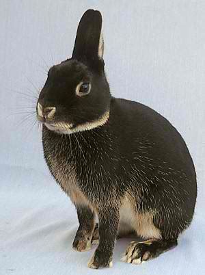 Britannia Petite - Different Breeds Of Rabbits