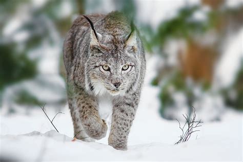 🔥 [70+] Lynx Wallpapers | WallpaperSafari