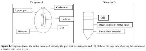 Development of a bioassay to quantify the ricin toxin content of castor bean (Ricinus communis L ...