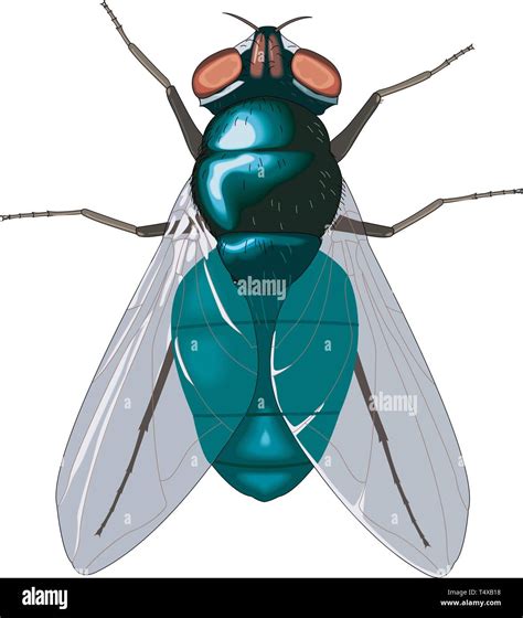 Bluebottle Fly Vector Illustration Stock Vector Image & Art - Alamy