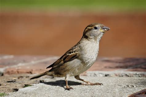 Pictures of House (English) Sparrows, Showing Young and Adults