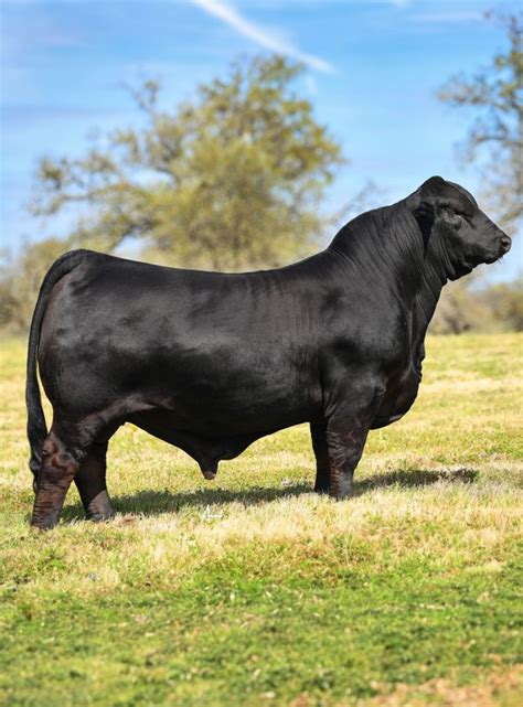 Diamond K Show Cattle – Source for elite Brangus and Red Brangus genetics