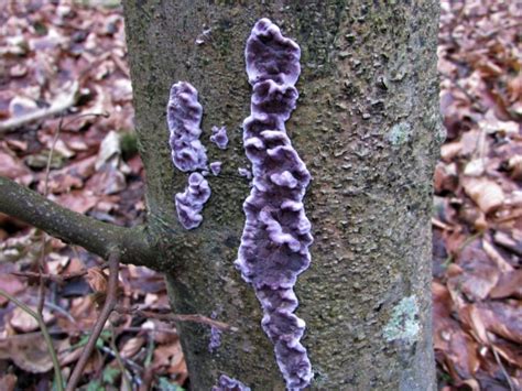 Silverleaf Fungus