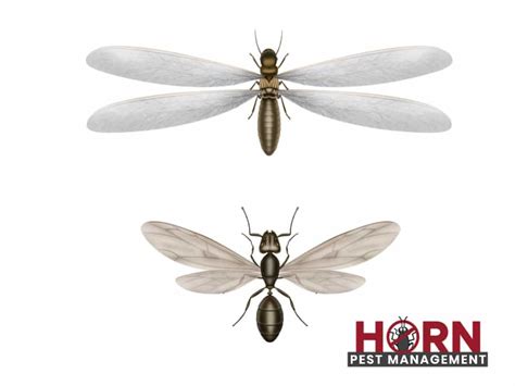 Differences between flying ants and termites - Horn Pest Management