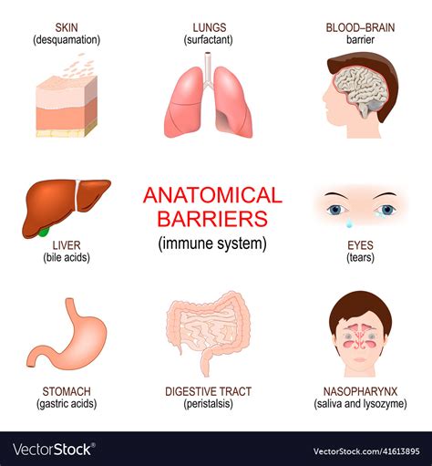 Anatomical Barriers Innate Immune System Vector Image | The Best Porn ...