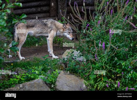 Eastern timber wolf observes the surroundings Stock Photo - Alamy