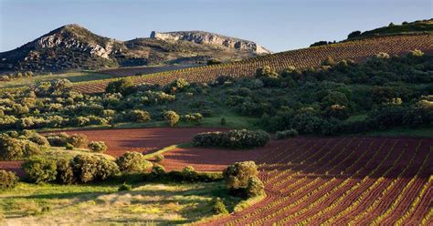 Garnacha, The Perfect Spanish Red for Autumn - Wine4Food