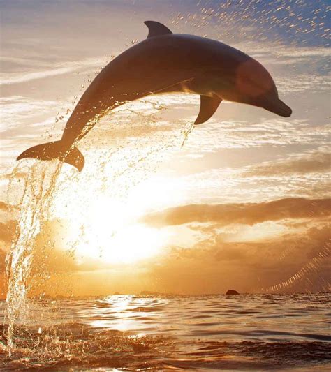 Dolphins are adorable water creatures that are known for their ...