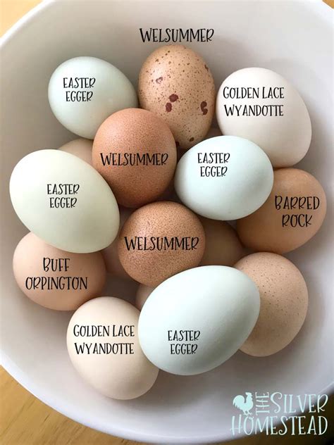 Chicken Egg Colors by Breed - Silver Homestead