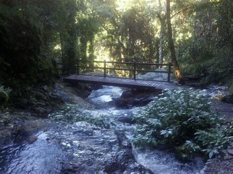 Bunya Mountains water fall bridge Garden Bridge, Places To See ...