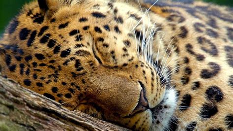 Leopard HD wallpapers 1080p