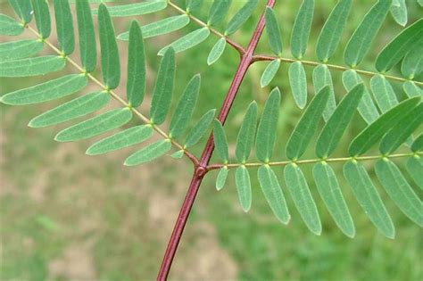 Factsheet - Leucaena leucocephala (Leucaena)