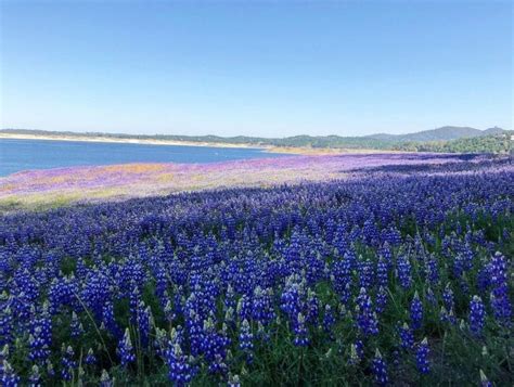 This Lupine Flower Superbloom At Folsom Lake Is Blowing Us Away