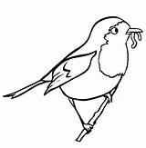 Robin Coloring Pages  Best For Kids sketch template