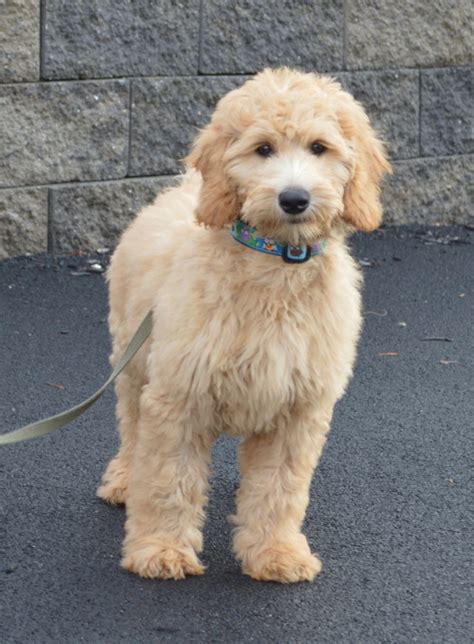 Pin by Brittney Betbeze on Labradoodle grooming | Beautiful dogs, Pet ...