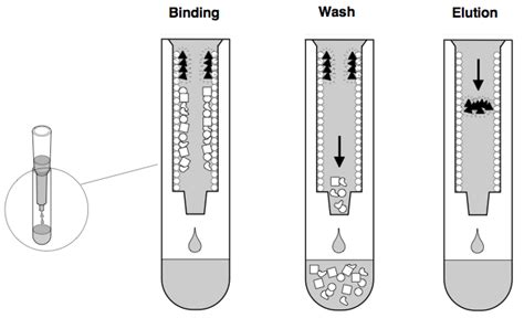 ONU Biology 217: Module 3, lab 9 (section 2) Hydrophobic Interaction Chromatography (HIC) of GFP