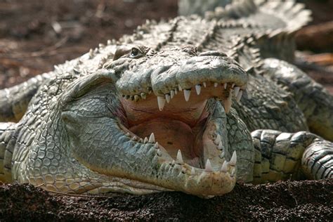 Gustave the Man-Eating 20-Foot Croc Allegedly Killed Hundreds