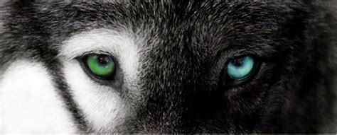 Pretty wolf eyes by chloewheel on DeviantArt