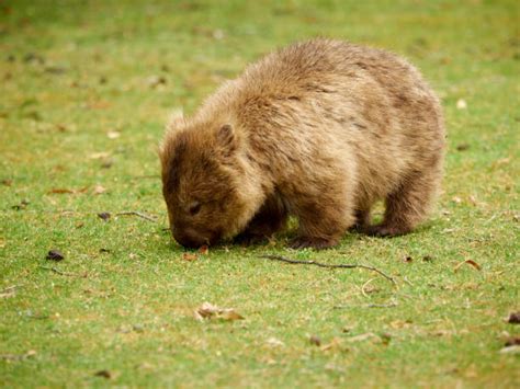 Wombat Eating Stock Photos, Pictures & Royalty-Free Images - iStock