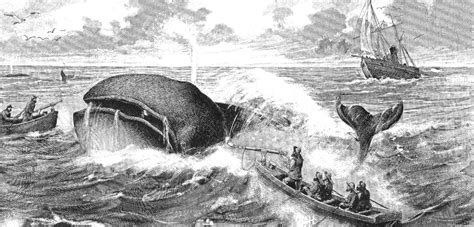 The Collateral Damage of Yankee Whaling | Hakai Magazine