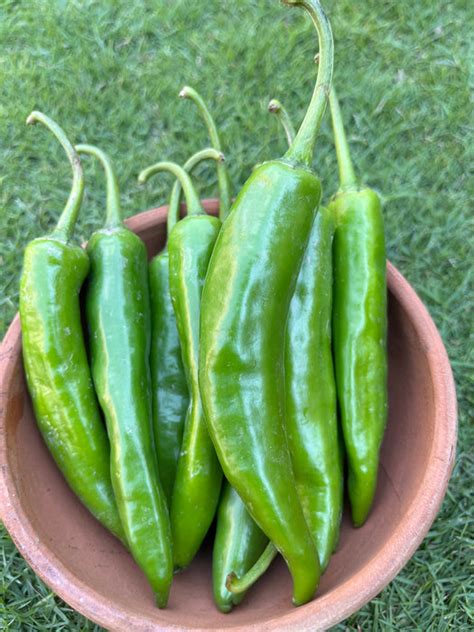 Fresh Green Chili Pepper - Spicy and Flavorful Addition to Any Dish — The Farmette