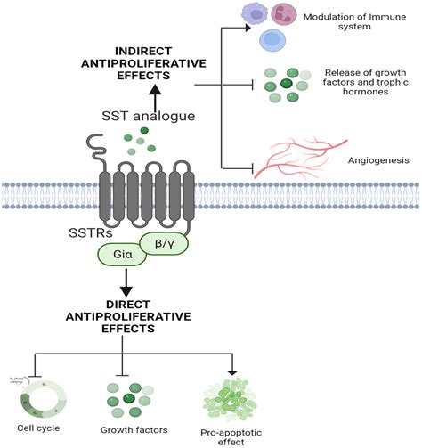 IJMS | Free Full-Text | Somatostatin and Somatostatin Receptors in Tumour Biology