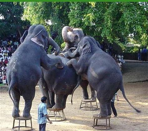 Dehiwala Zoo Package Tours, Itinerary Services, Itinerary Job Work, Vacation Packages, Tour ...