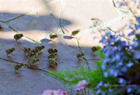 This Grandmother's Garden: Morning Photo Shoot with the Baby Quail