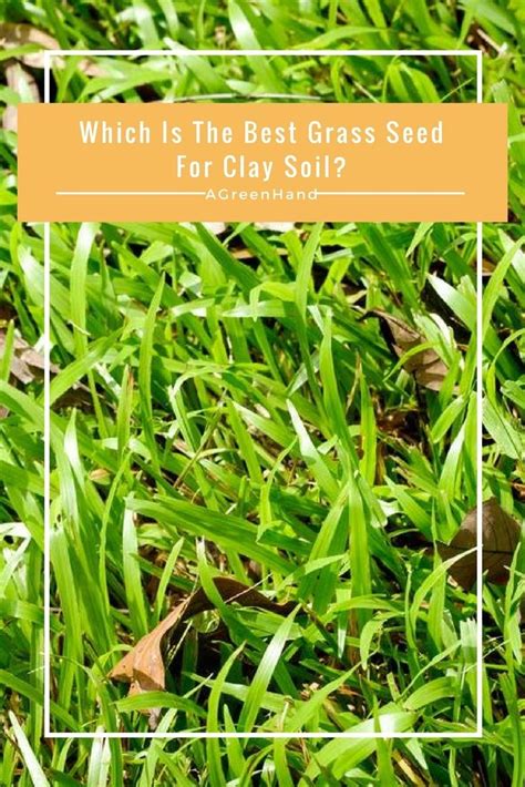 Which Is The Best Grass Seed For Clay Soil? Create Your Very Own Green Lawn