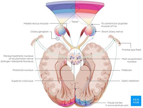 Optic nerve (CN II): Anatomy, pathway and histology | Kenhub